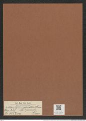 Actinoptychus adriaticus var. ? pumila Grun. (de-Toni-Nr.: Genus 227, Species 5557) Zeichnungen Sammlung Grunow Mappe 05317 (Herbarium_W_Grunow_drawings_Folder_05317)